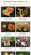 Shroomify - Mushroom Identific Screenshot 1