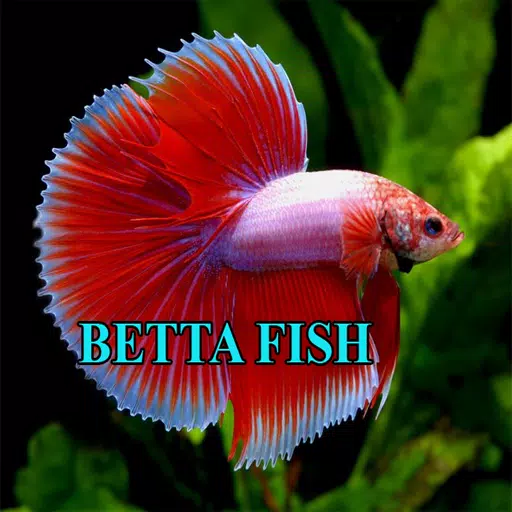 Betta Fish Gallery Ekran Görüntüsü 1