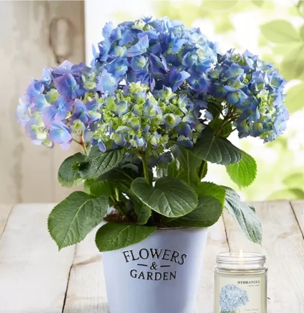 Lush Hydrangea Flowers