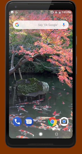 Japanese Koi Pond 4K Video LWP ဖန်သားပြင်ဓာတ်ပုံ 3