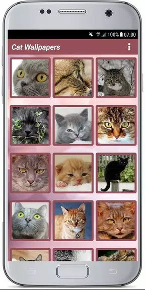 CUTE CAT WALLPAPERS ภาพหน้าจอ 2