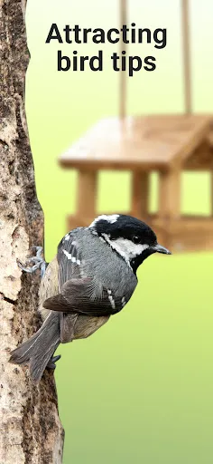 Picture Bird স্ক্রিনশট 2