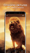 Lion Wallpapers 4K Tangkapan skrin 2