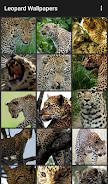 Leopard Wallpapers Capture d'écran 1