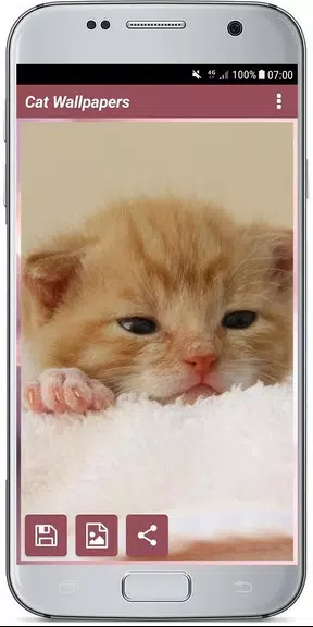 CUTE CAT WALLPAPERS ภาพหน้าจอ 3