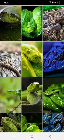 Snake Wallpapers应用截图第3张