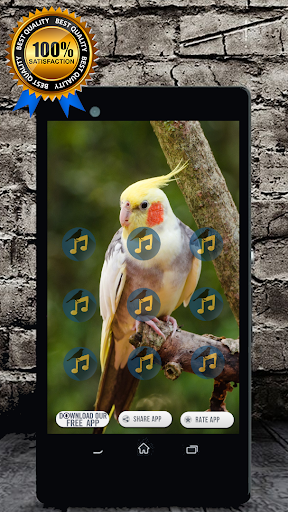 Cockatiel Singing : Cockatiel Sounds应用截图第1张
