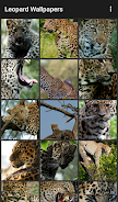 Leopard Wallpapers Zrzut ekranu 0