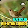 Masteran Sikatan Londo Offline