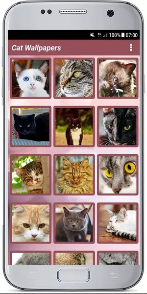 CUTE CAT WALLPAPERS ภาพหน้าจอ 1